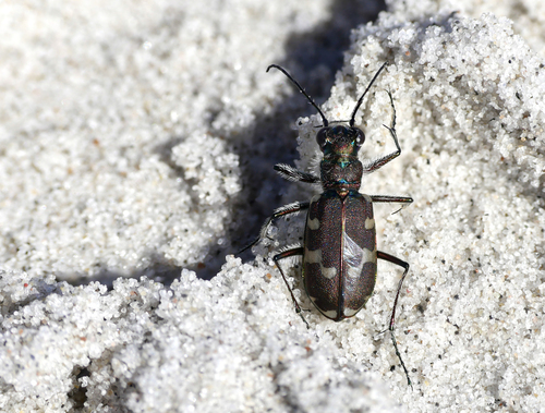 Dune Tiger Beetle