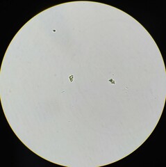 Golenkinia