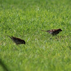 Passer domesticus