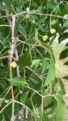 Euonymus atropurpureus