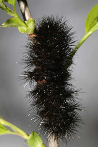 Giant Leopard Moth, photo 8 of 10
