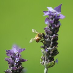 Apis mellifera