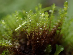 Jungermannia exsertifolia