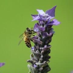 Apis mellifera