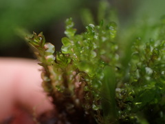 Jungermannia exsertifolia