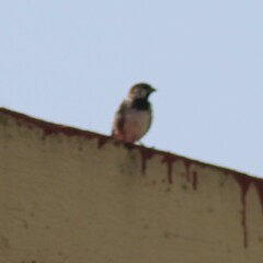 Passer domesticus