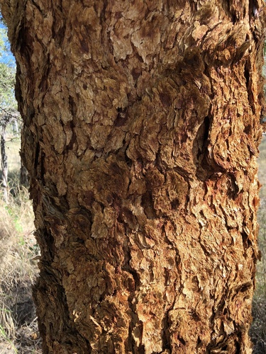 Corymbia leichhardtii, photograph 3