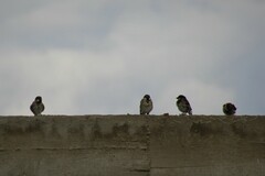 Passer domesticus