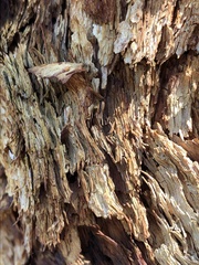 Corymbia leichhardtii, photograph (c) Hannah Hickli, some rights reserved (CC BY)