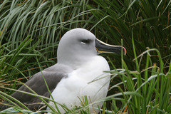 Grey-Headed Albatross photo 5