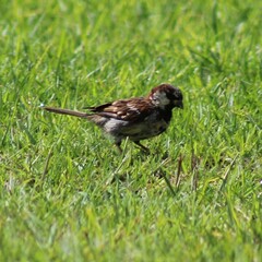 Passer domesticus