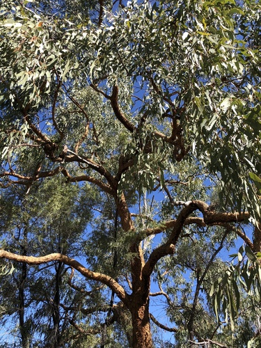 Leichhardt's Rusty Jacket (Corymbia leichhardtii)