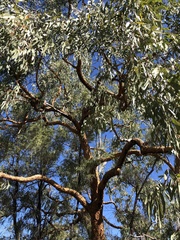 Corymbia leichhardtii