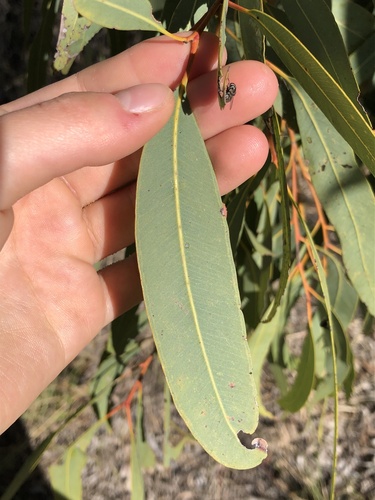 Corymbia leichhardtii, photograph 2