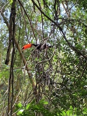 Ramphastos toco