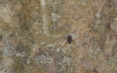 Satyramoeba hetrusca