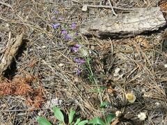 Penstemon inflatus