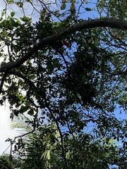 Ramphastos toco