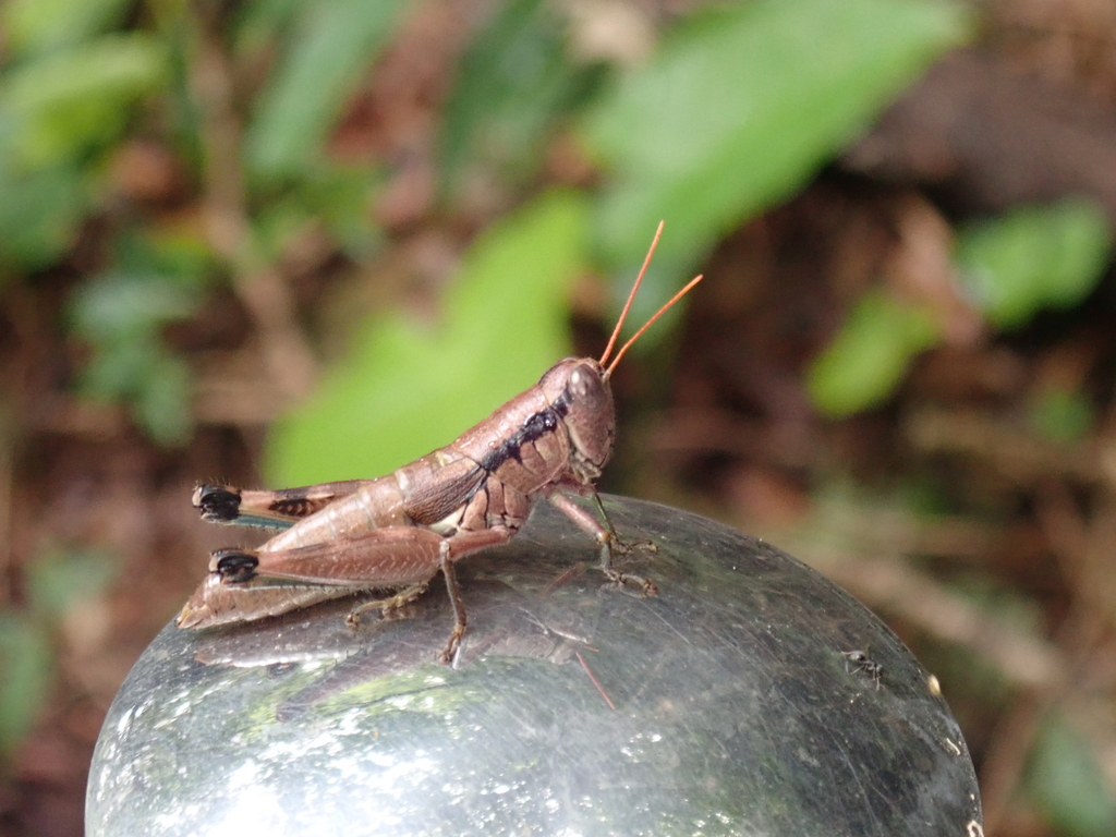 Tonkinacris ruficera