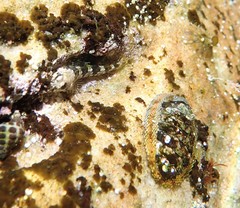 Lepidoblennius haplodactylus