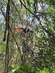 Ramphastos toco