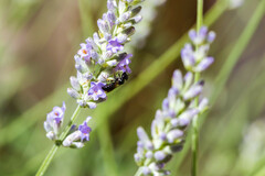 Ceratina cucurbitina