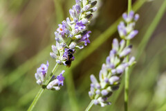 Ceratina cucurbitina