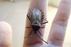 Spartocera fusca
