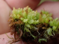 Sphagnum compactum