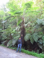 Gymnosphaera podophylla