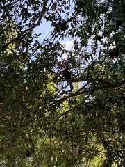 Ramphastos toco