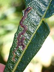Phytomyza eriodictyi
