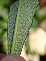 Phytomyza eriodictyi