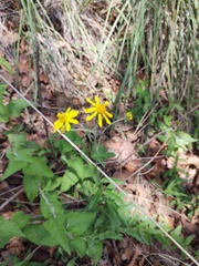 Verbesina hypomalaca