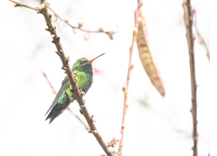 Chlorostilbon lucidus