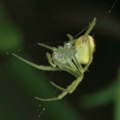 Araneus alboventris