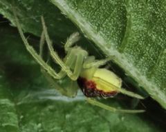Araneus alboventris
