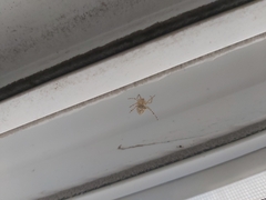 Araneus cavaticus