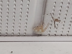 Araneus cavaticus