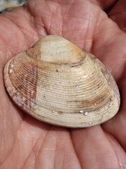 Tapetinae
