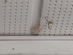 Araneus cavaticus