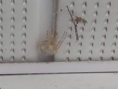 Araneus cavaticus
