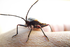 Spartocera fusca
