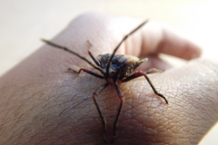 Spartocera fusca