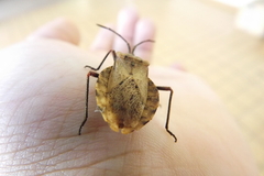 Spartocera fusca
