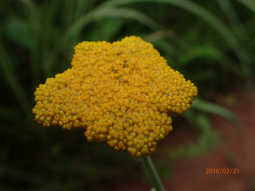 Image of Helichrysum umbraculigerum by no rights reserved