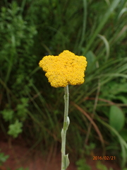 Helichrysum umbraculigerum