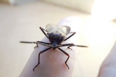 Spartocera fusca