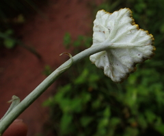 Helichrysum umbraculigerum