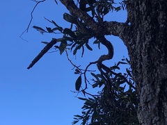Acacia fasciculifera